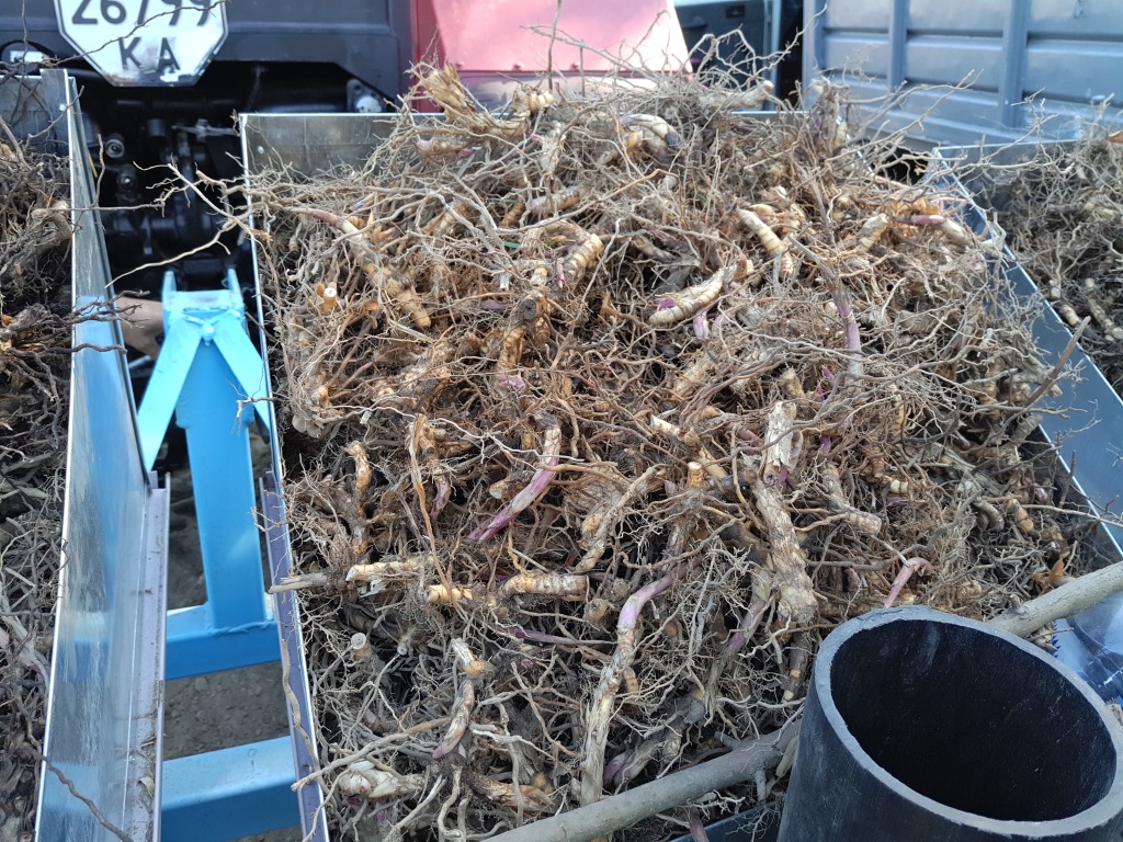 Supplying of Miscanthus Giganteus rhizomes | Energo-Agrar